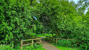 Somerset Forest walk